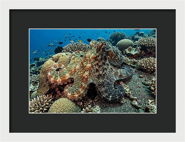 Mimic Octopus Among Coral Reefs