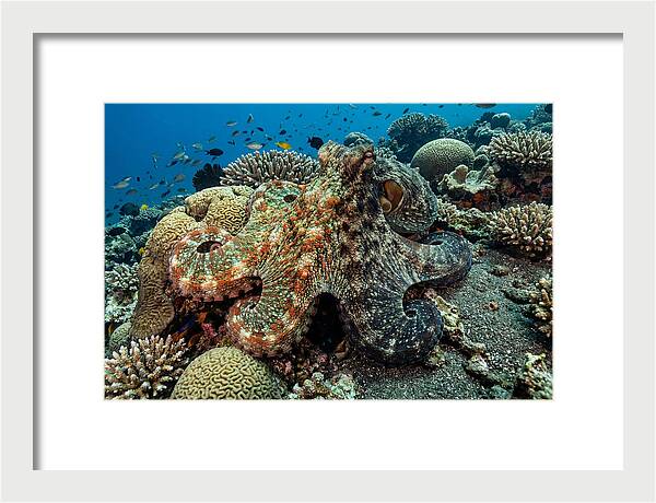 Mimic Octopus Among Coral Reefs