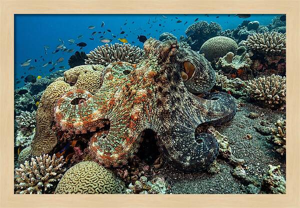 Mimic Octopus Among Coral Reefs