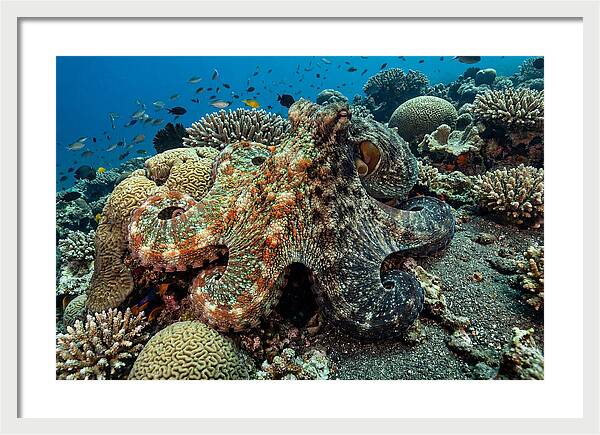 Mimic Octopus Among Coral Reefs