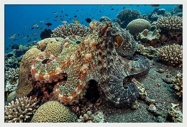Mimic Octopus Among Coral Reefs