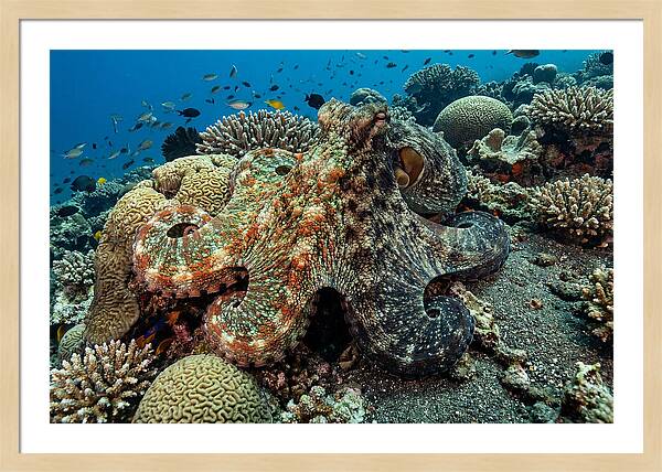 Mimic Octopus Among Coral Reefs