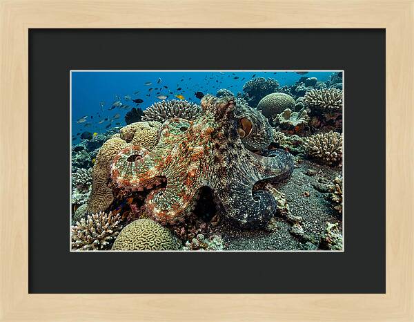 Mimic Octopus Among Coral Reefs