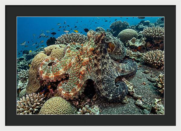 Mimic Octopus Among Coral Reefs