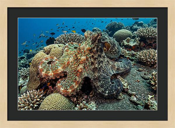 Mimic Octopus Among Coral Reefs