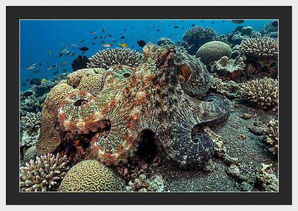 Mimic Octopus Among Coral Reefs
