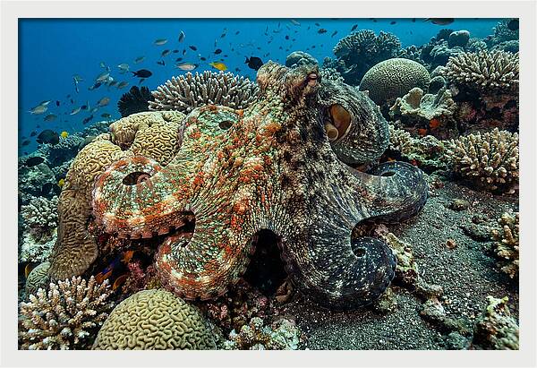 Mimic Octopus Among Coral Reefs