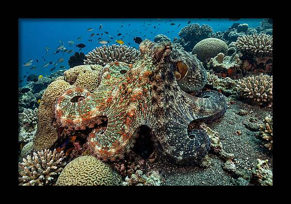 Mimic Octopus Among Coral Reefs