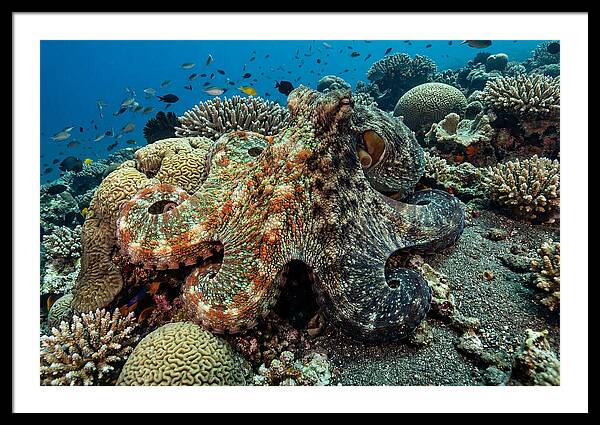 Mimic Octopus Among Coral Reefs