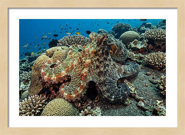 Mimic Octopus Among Coral Reefs