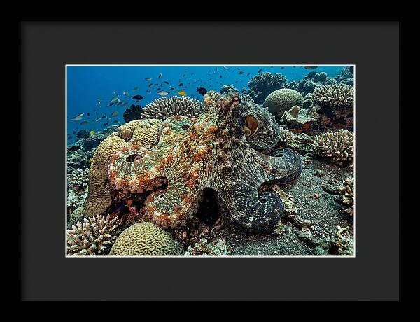 Mimic Octopus Among Coral Reefs