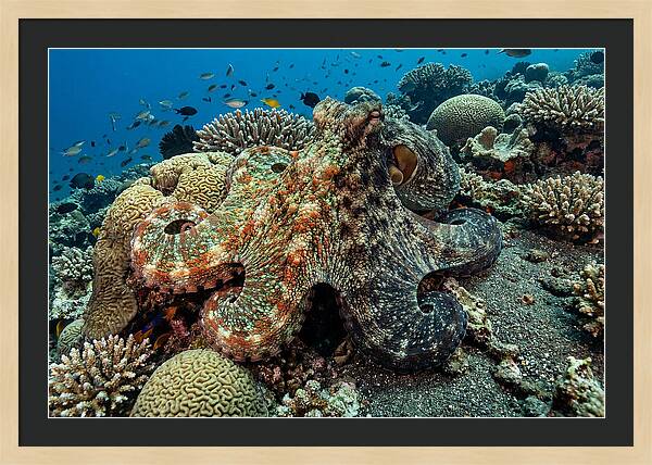 Mimic Octopus Among Coral Reefs