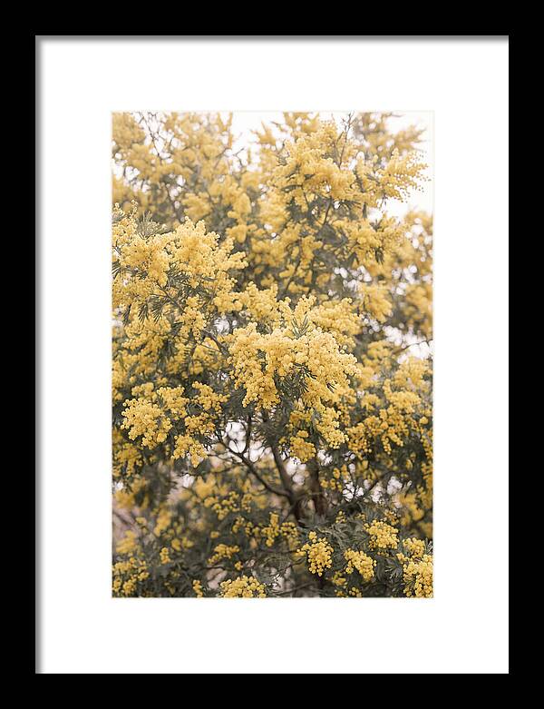Mimosa Tree Blooms In Yellow