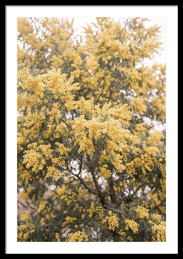 Mimosa Tree Blooms In Yellow