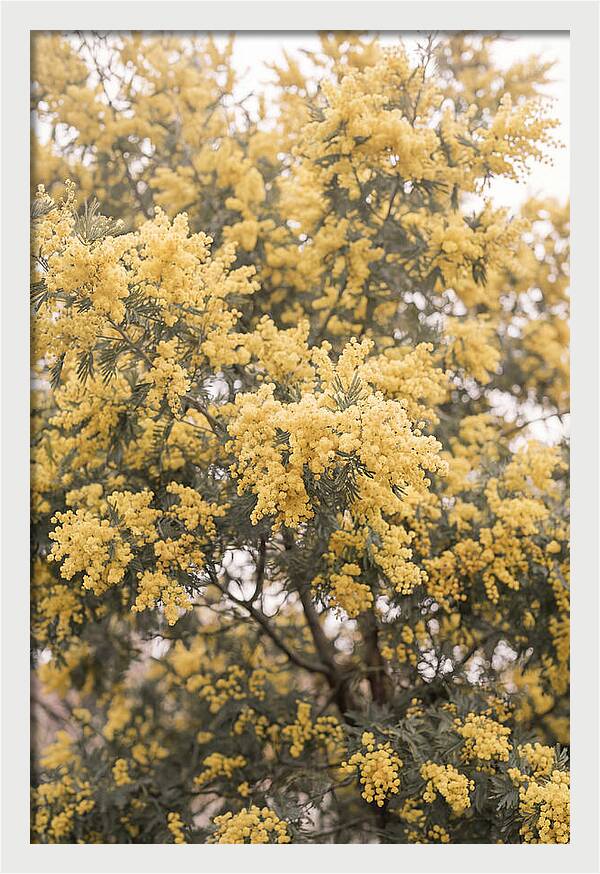 Mimosa Tree Blooms In Yellow