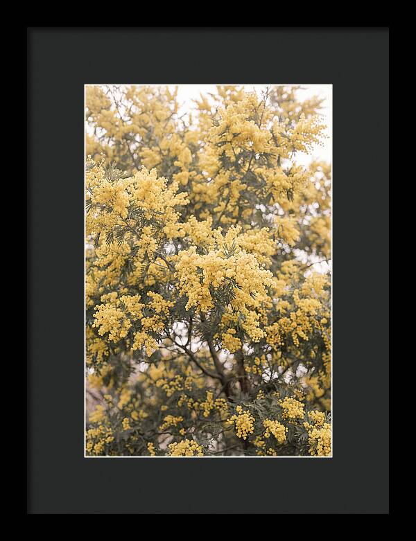 Mimosa Tree Blooms In Yellow