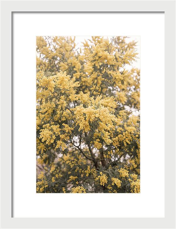 Mimosa Tree Blooms In Yellow