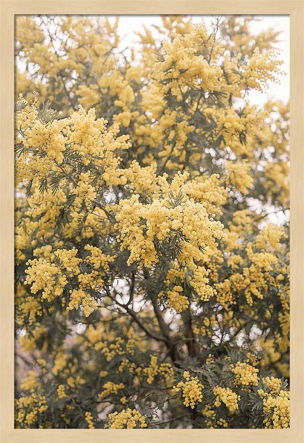 Mimosa Tree Blooms In Yellow