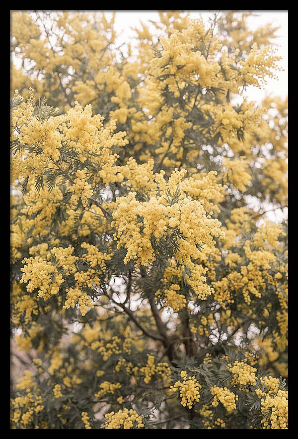 Mimosa Tree Blooms In Yellow