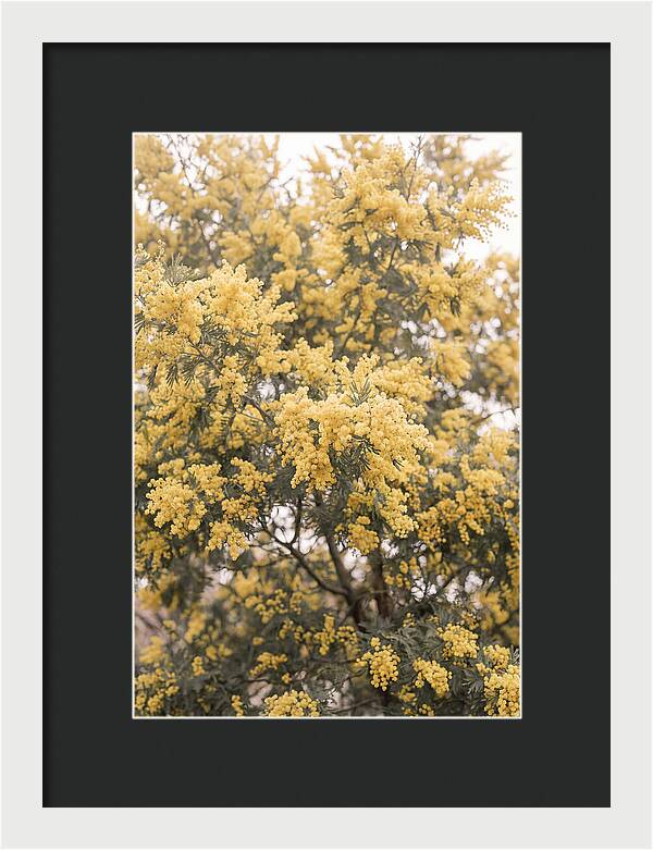 Mimosa Tree Blooms In Yellow