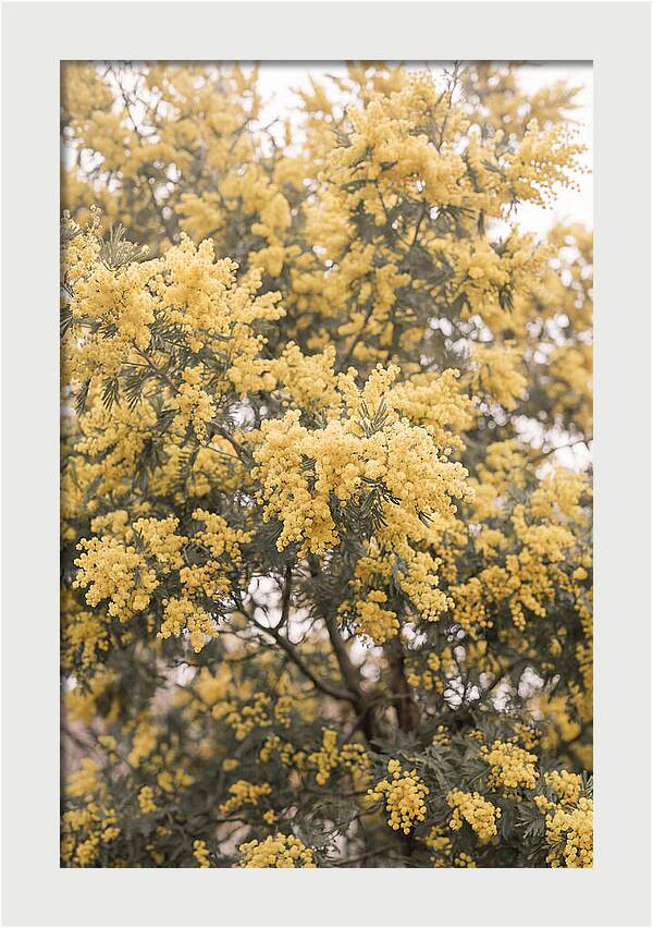 Mimosa Tree Blooms In Yellow