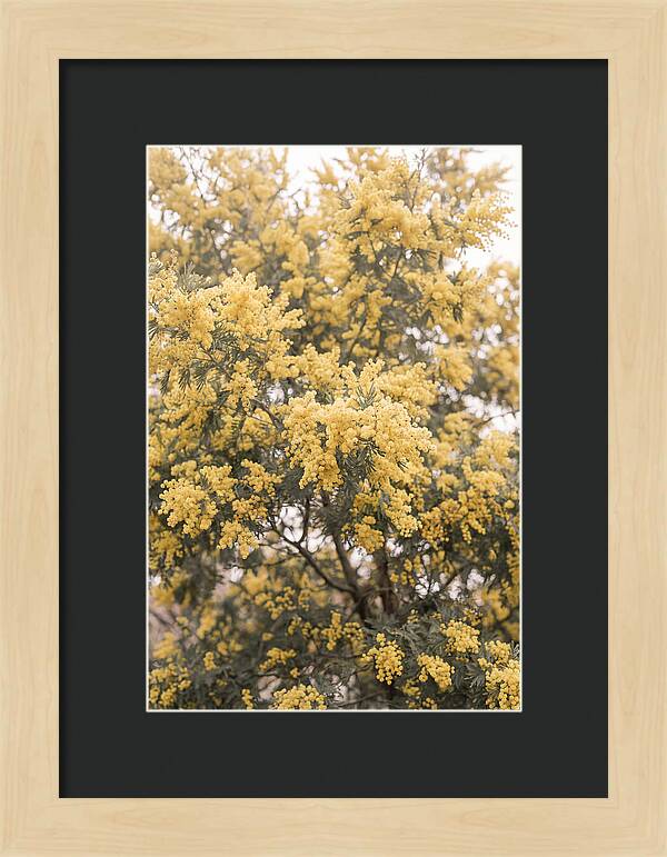 Mimosa Tree Blooms In Yellow