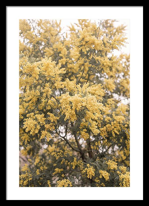 Mimosa Tree Blooms In Yellow