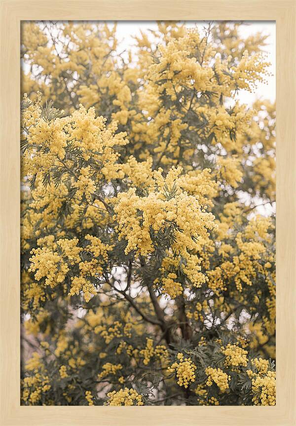 Mimosa Tree Blooms In Yellow