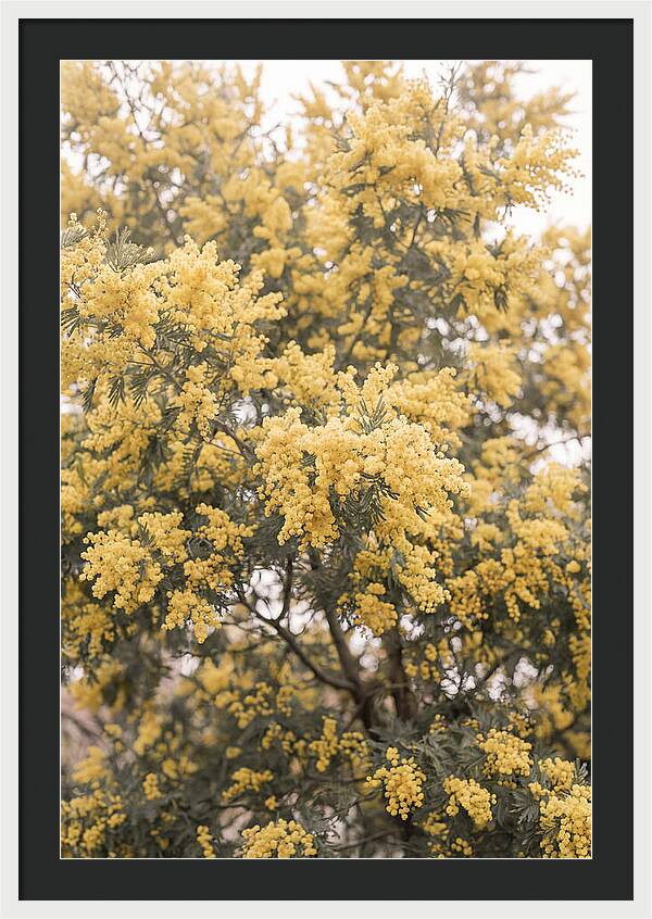 Mimosa Tree Blooms In Yellow