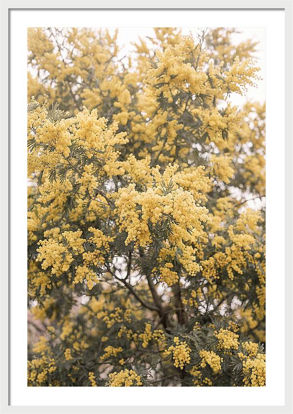 Mimosa Tree Blooms In Yellow