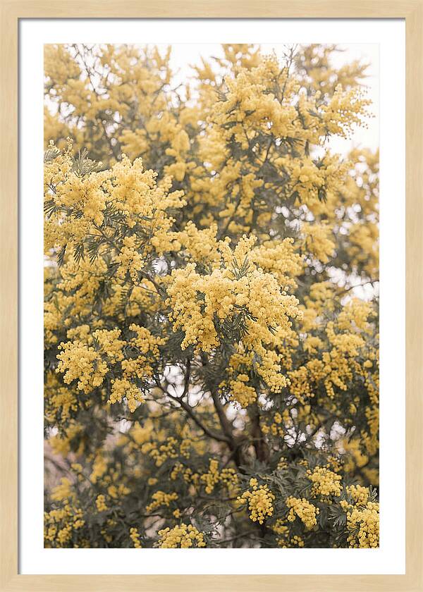 Mimosa Tree Blooms In Yellow