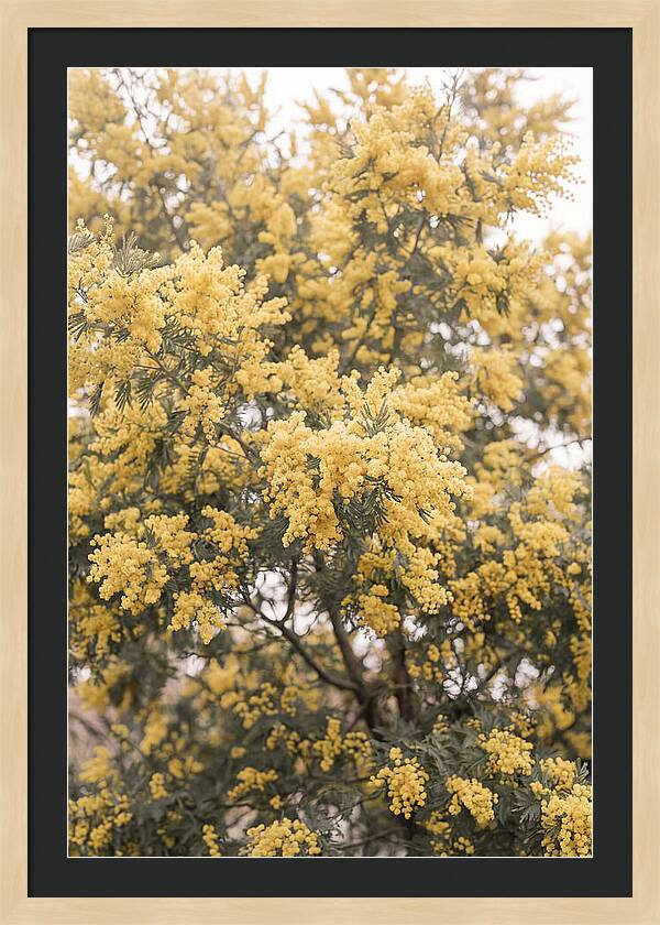 Mimosa Tree Blooms In Yellow