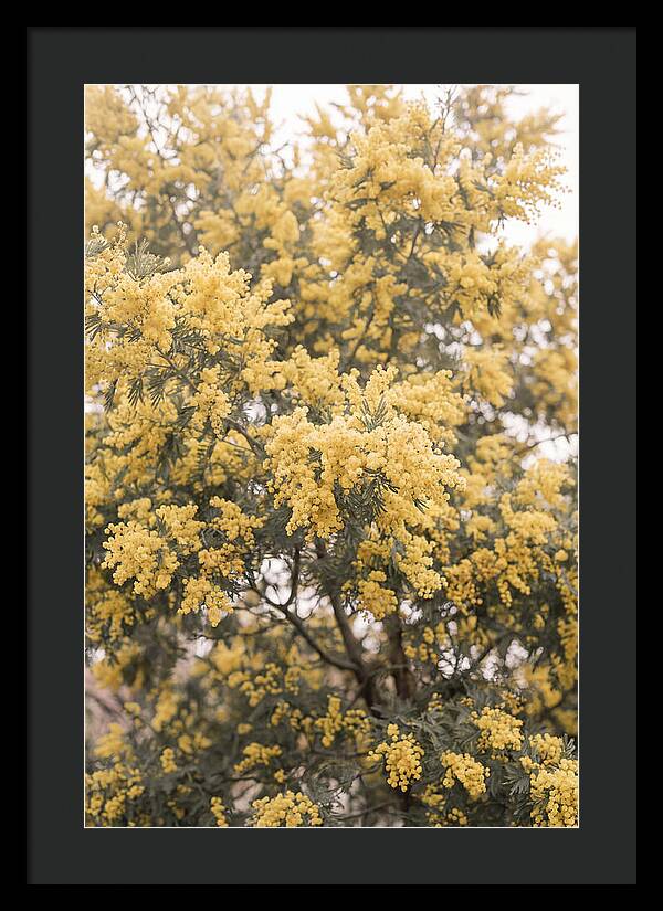 Mimosa Tree Blooms In Yellow