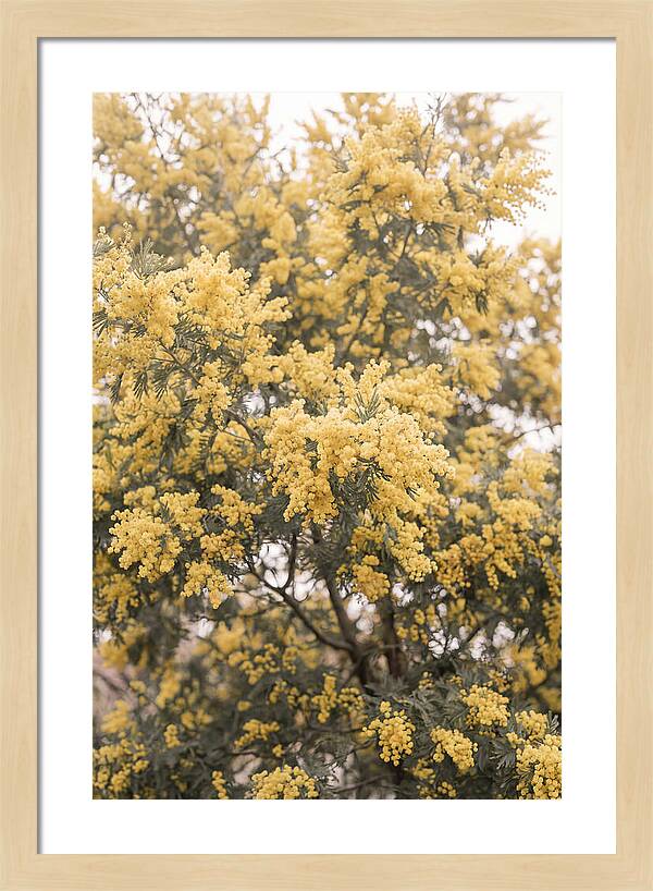 Mimosa Tree Blooms In Yellow