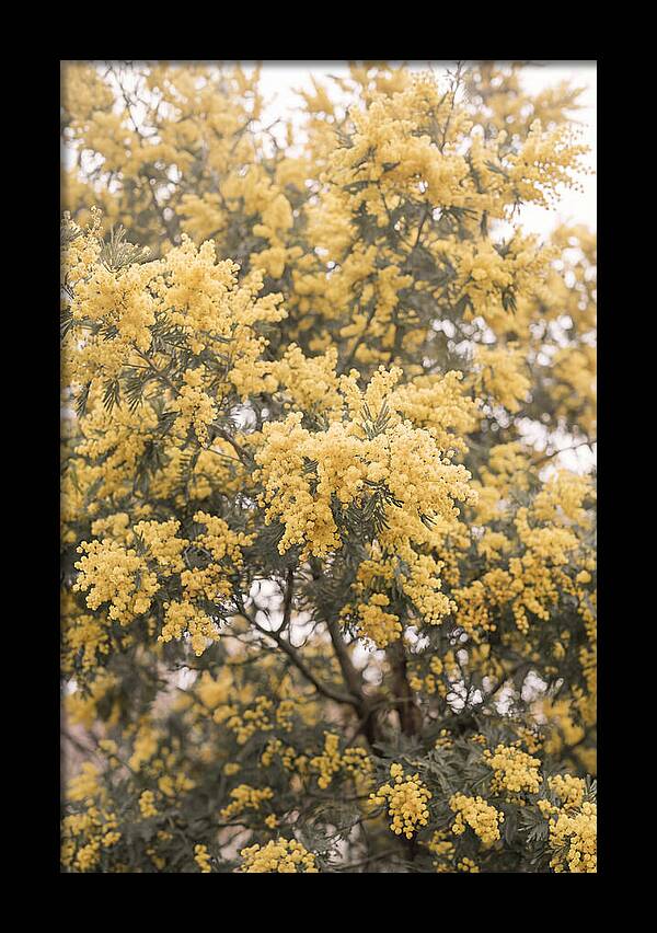 Mimosa Tree Blooms In Yellow