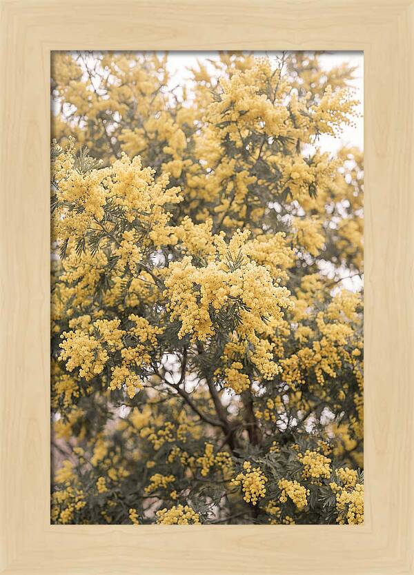 Mimosa Tree Blooms In Yellow