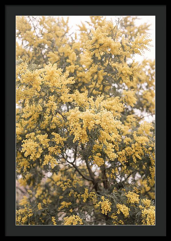 Mimosa Tree Blooms In Yellow
