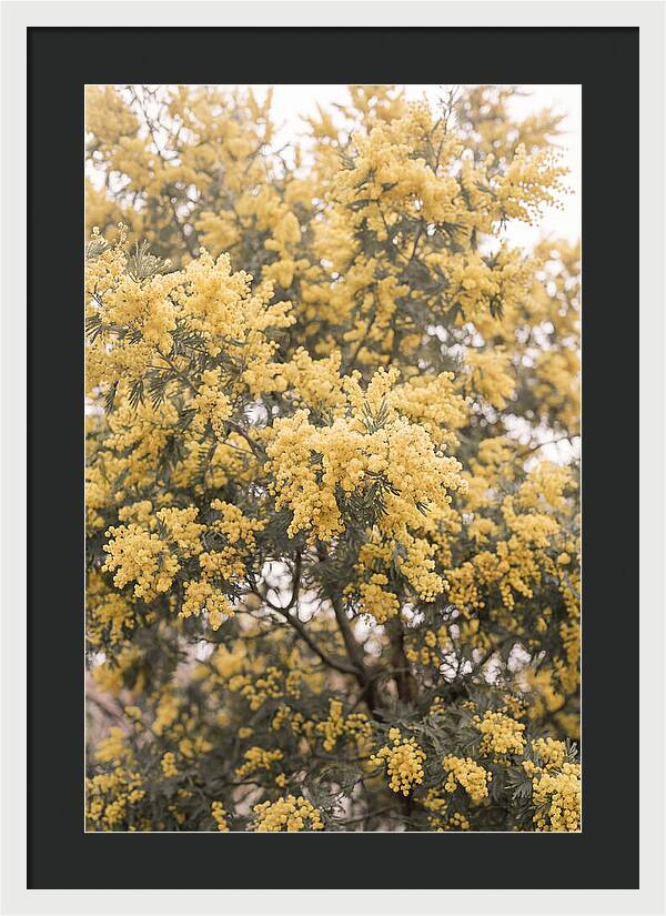 Mimosa Tree Blooms In Yellow