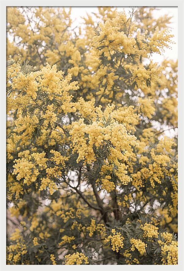 Mimosa Tree Blooms In Yellow
