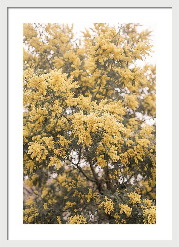 Mimosa Tree Blooms In Yellow