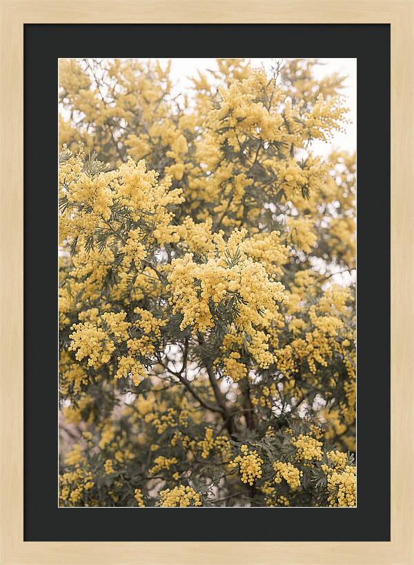 Mimosa Tree Blooms In Yellow