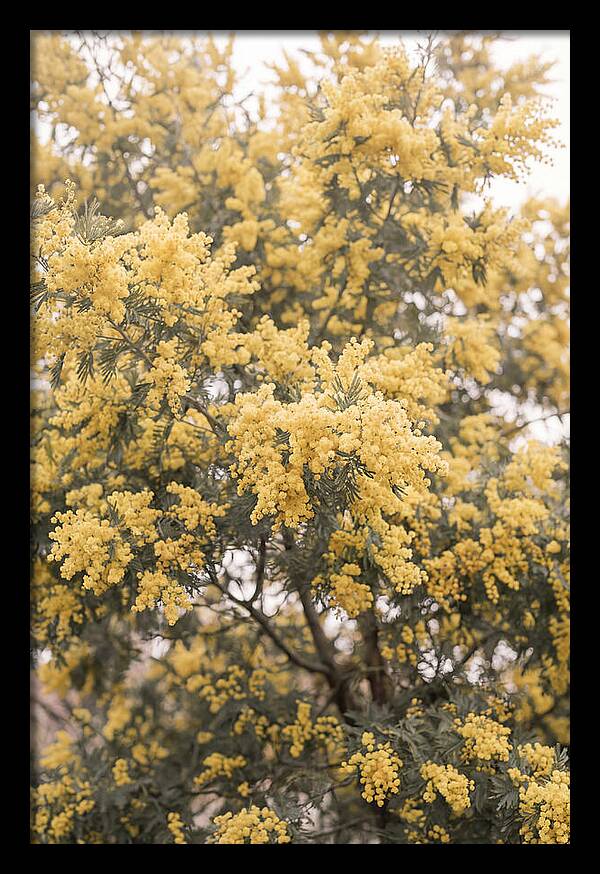 Mimosa Tree Blooms In Yellow