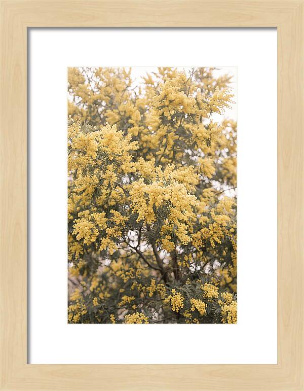 Mimosa Tree Blooms In Yellow