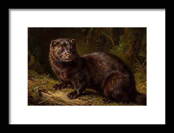 Mink In Natural Habitat