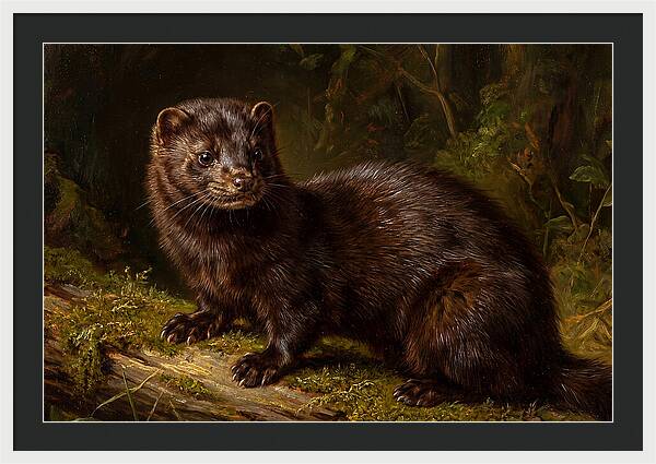 Mink In Natural Habitat