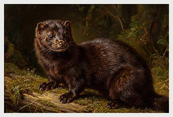 Mink In Natural Habitat