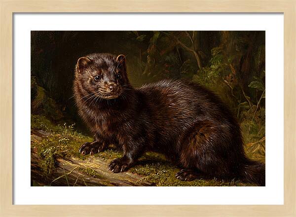 Mink In Natural Habitat