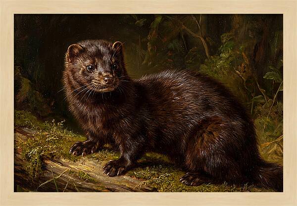 Mink In Natural Habitat