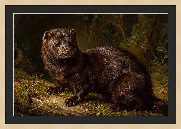 Mink In Natural Habitat