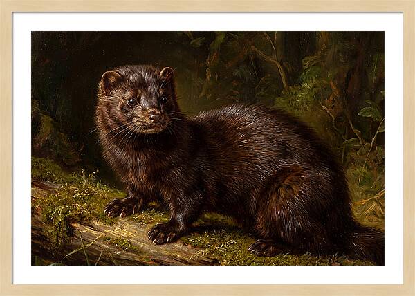 Mink In Natural Habitat